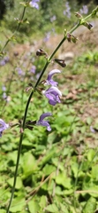 Salvia forskaehlei