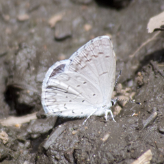 Celastrina echo cinerea