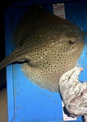 Spotted Ray photo 2