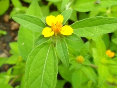 Sclerocarpus phyllocephalus