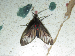 Hypocharis clusia