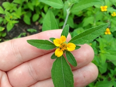 Sclerocarpus phyllocephalus