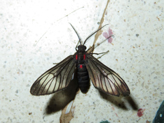 Hypocharis clusia