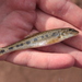 Volga Gudgeon - Photo (c) Arseniy T, some rights reserved (CC BY-NC), uploaded by Arseniy T
