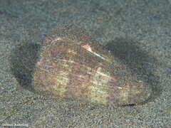 Conus canariensis