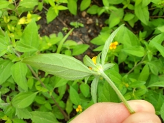 Sclerocarpus phyllocephalus