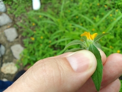 Sclerocarpus phyllocephalus