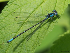 Chromagrion conditum