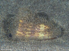 Conus canariensis