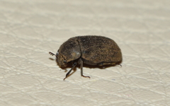 Trogellus trogoides