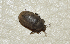 Trogellus trogoides