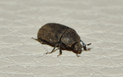 Trogellus trogoides