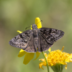 Erynnis meridianus