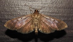 Herpetogramma sphingealis