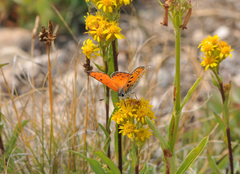 Lycaena cupreus