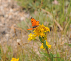 Lycaena cupreus