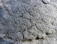 Pertusaria corallina
