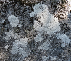 Pertusaria corallina
