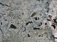 Pertusaria corallina