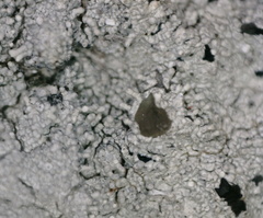 Pertusaria corallina