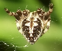 Araneidae