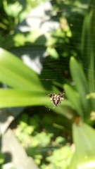 Araneidae
