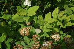 Spiraea chamaedryfolia