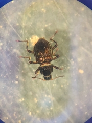 Riolus