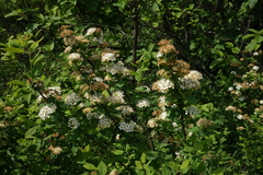 Spiraea chamaedryfolia