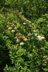 Spiraea chamaedryfolia