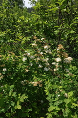 Spiraea chamaedryfolia