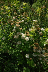 Spiraea chamaedryfolia