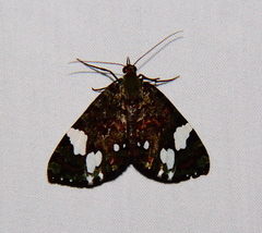 Hydriomena polyphonta