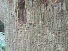 Sphenomorphus sanctus