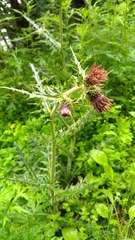 Cirsium arisanense