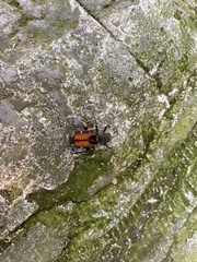 Clinterocera nigra