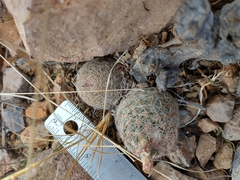 Escobaria tuberculosa varicolor
