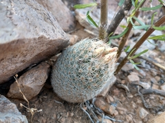 Escobaria tuberculosa varicolor