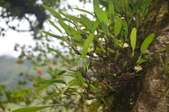 Bulbophyllum flavidiflorum
