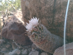 Escobaria tuberculosa varicolor