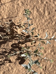 Dicoria canescens