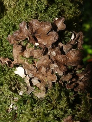 Sticta sylvatica
