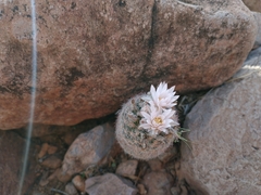 Escobaria tuberculosa varicolor