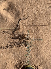 Dicoria canescens