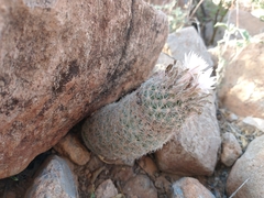 Escobaria tuberculosa varicolor