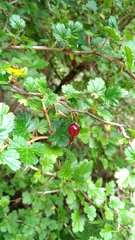 Ribes formosanum