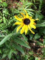 Rudbeckia