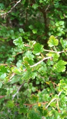 Ribes formosanum
