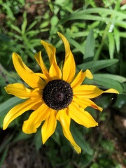Rudbeckia