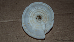 Architectonica nobilis